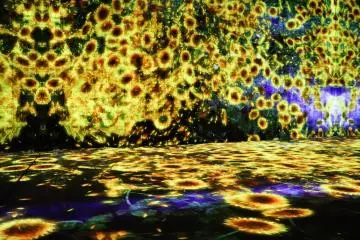 Digital Art Museum: TeamLab Borderless