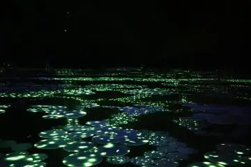 Recreation of fireflies.