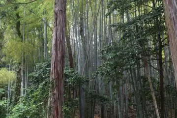 Greenery abounds here at Gesshoji Temple