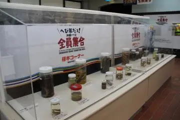 Snakes caught on islands throughout the Okinawa prefecture are on display