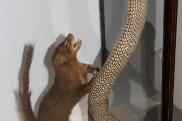 Mongoose were introduced into Okinawa in the early 1900s to control the Habu population but today the Mongoose populations is likewise considered a nuisance