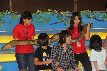 After the Snake and Mongoose show visitors can pose for a picture with a Burmese Python