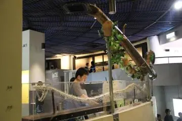 The Habu Museum Park features dozens upon dozens of exhibits and specimens, a snake and mongoose show, and turtles on display at Okinawa World Theme Park