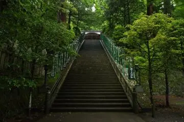 The trees are centuries years old.