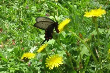 An unexpected sight on the mountain. When they're flitting about they seem to be completely black. If you know what kind of butterfly it is, please tell me the comment section.
