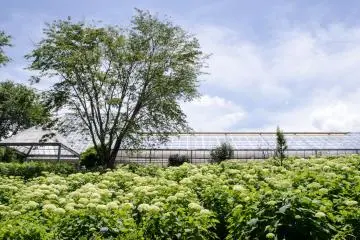 Greenhouse