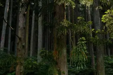 The forest with bears and monkeys