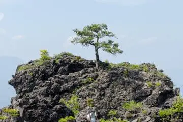 Small tree on magma rock