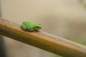 Nature in Ouchi-juku.