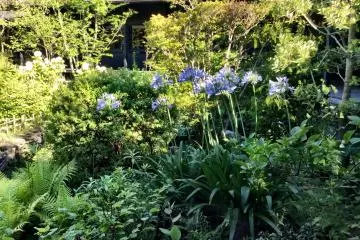 The lush courtyard garden 