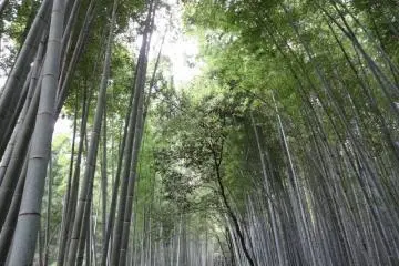 The insurmountable bamboo forest of Arashiyama