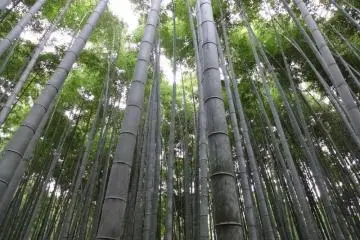 The insurmountable bamboo forest
