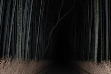 Bamboo Forest at night