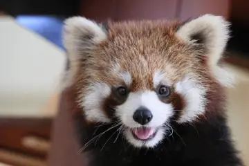 The Lesser Panda is one of the beloved animals at the zoo (Photo: Nihondaira Zoo)