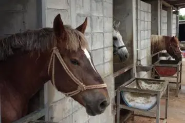 <p>Horse, pork, beef, duck, chicken and goat are on the menu</p>