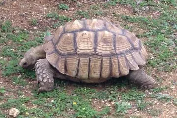 <p>The turtle, deer, llama, and turkeys are for petting only</p>