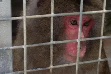 <p>The monkey is also not on the menu, but petting isn't allowed</p>