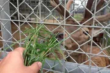 <p>Enjoy duck soup and feed the deer afterward</p>