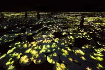 TeamLab