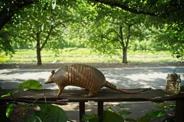 The armadillo