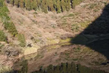 There is a lot of pine in the area
