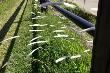 The Wind on Hayama Beach