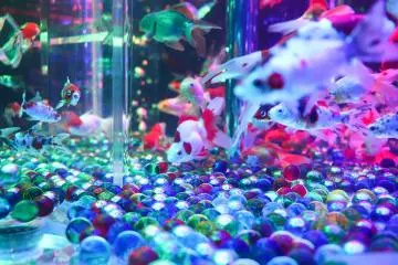 In the art aquarium