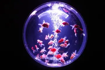 The goldfish is the highlight of the exhibition