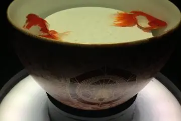 Two goldfish in a huge teacup -- elegance.