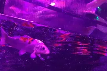From some angles, you can almost imagine you're swimming with the fishes.