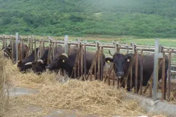 <p>Cattle</p>
