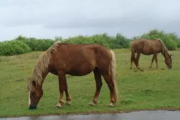 <p>Horses of Yonaguni island</p>