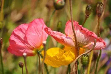 <p>ดอกไม้ในสวน</p>