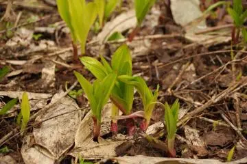 Wild onions are ripe for the picking