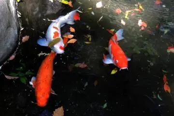 Colorful koi 
