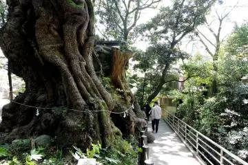 Many people come to add a year to their life by walking around the tree