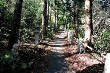 Path through the trees