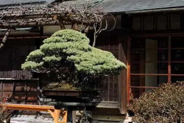 Takao Komagino Garden