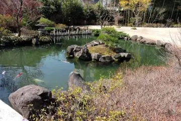 There are some beautiful koi in the pond
