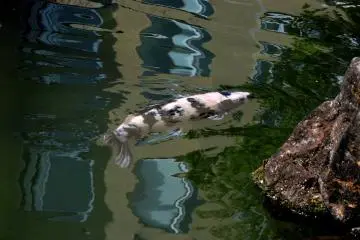 One of the colorful koi in the pond.