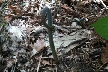 Picking Mountain Vegetables