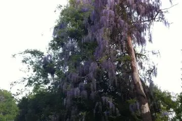 This is a huge wisteria tree
