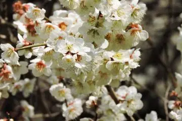 You need to smell plum blossom to fully appreciate it