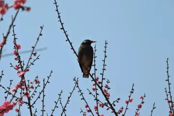 Birds enjoy the blossoms too