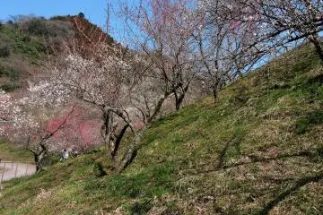 We finished our hike at a hill covered with plum trees
