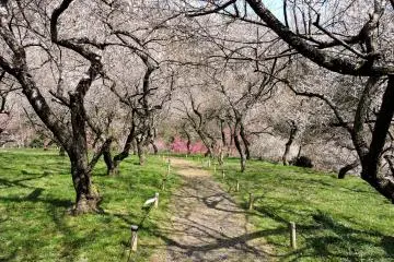 Many paths meandered through the trees