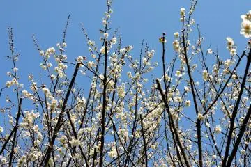 White plum blossom against a clear blue sky