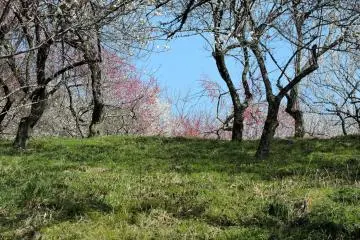 Plum blossom was everywhere we looked