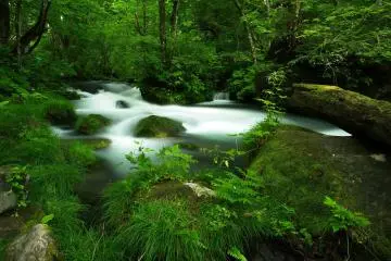 Along the Oirase stream