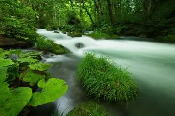 In this rich environment plants grows on everything